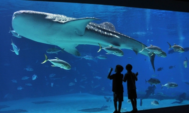 İstanbul Aquarium Tour